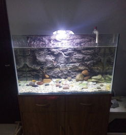 閑置魚缸及全套寵物配件轉讓，適合新手養魚愛好者