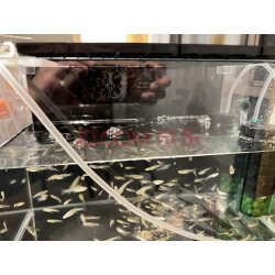 選購氣盤石，看這篇實拍指南就夠了！京東優(yōu)評寵物配件精選推薦