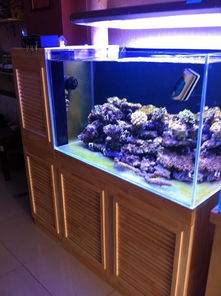 某海水魚(yú)館經(jīng)典空間改造 超白魚(yú)缸與定制底柜的藝術(shù)融合